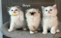 Ragdoll cats for sale: Attention🎈Rare Kitten  - Image 14