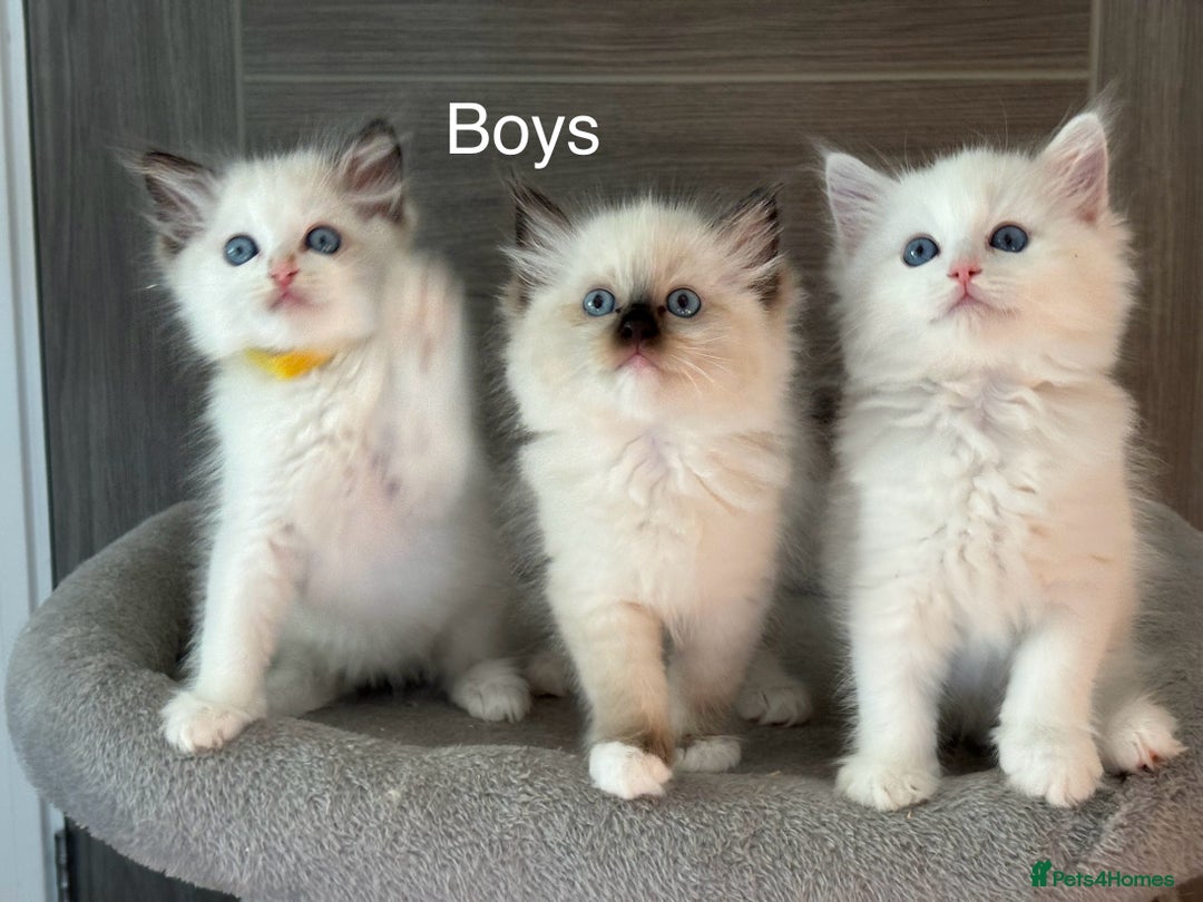 Ragdoll cats for sale: Attention🎈Rare Kitten  - Image 14