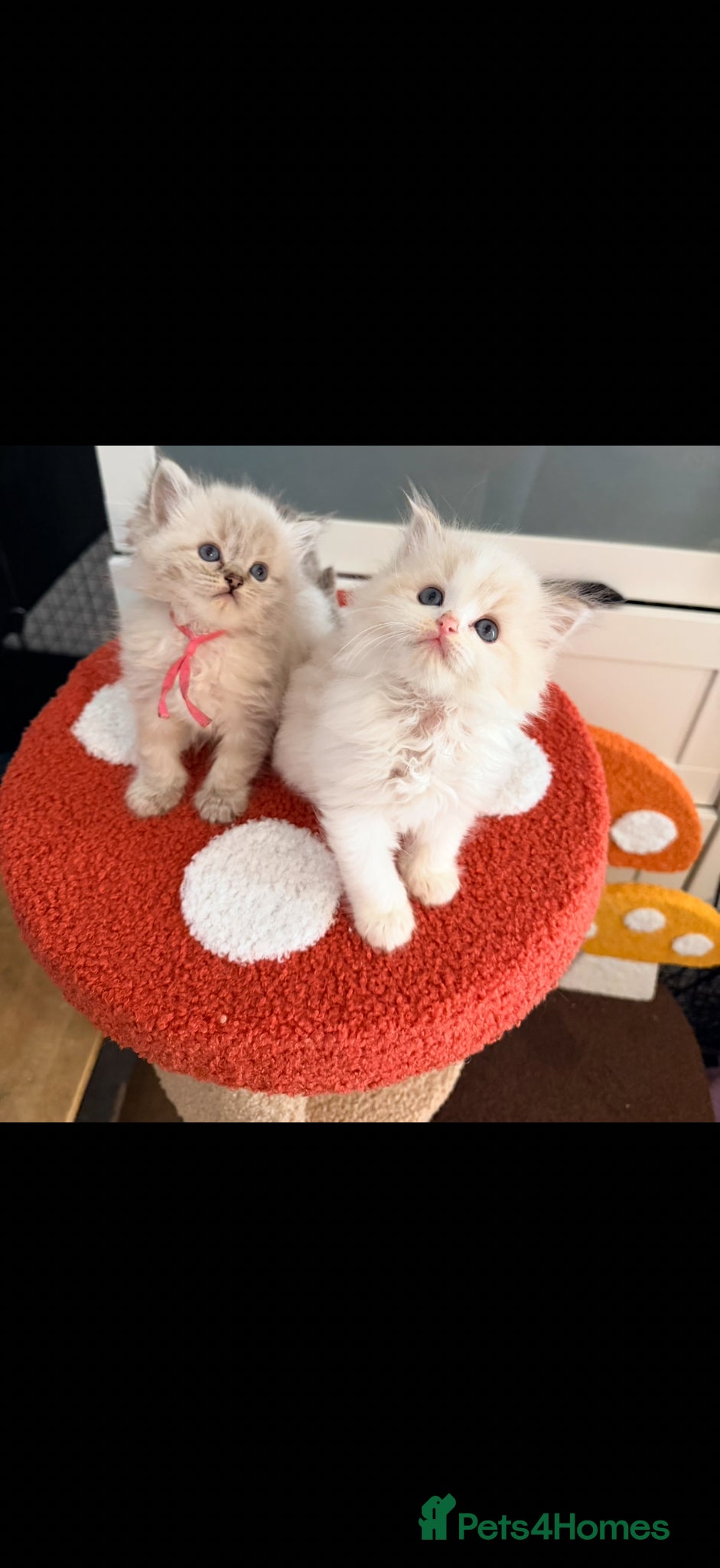 Ragdoll cats  Tica reg ragdoll and Cherubim ragdoll kittens  - Advert 2