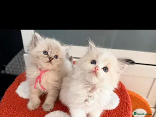 Ragdoll cats Tica reg ragdoll and Cherubim ragdoll kittens - Advert 8