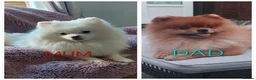 Pomeranian dogs for sale: AMAZING POMERANIAN TEDDY BEAR  in Smethwick - Advert 5