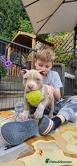 American Bully Puppy 5
