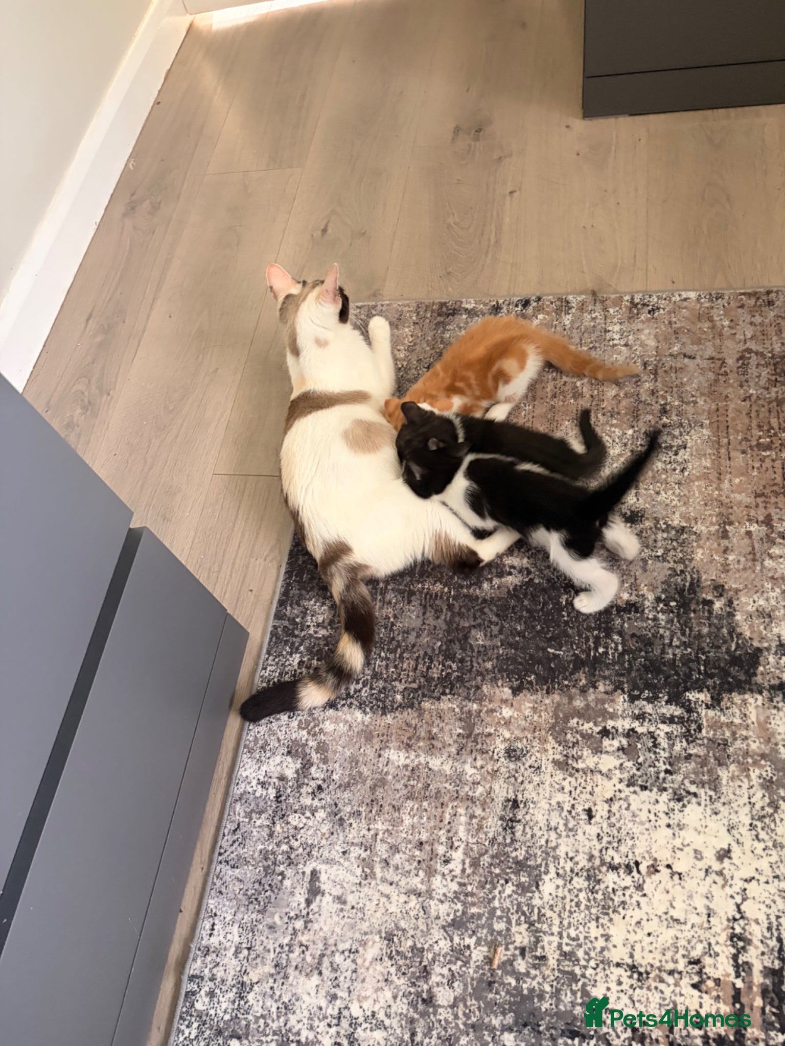 Mixed Breed cats Beautiful kittens - Advert 1