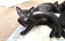 Mixed Breed cats for sale: 🐾 Adorable boy & girl 🐾 - Image 21
