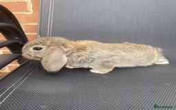 French Lop rabbits for sale: Baby lops in Hexham - Image 29