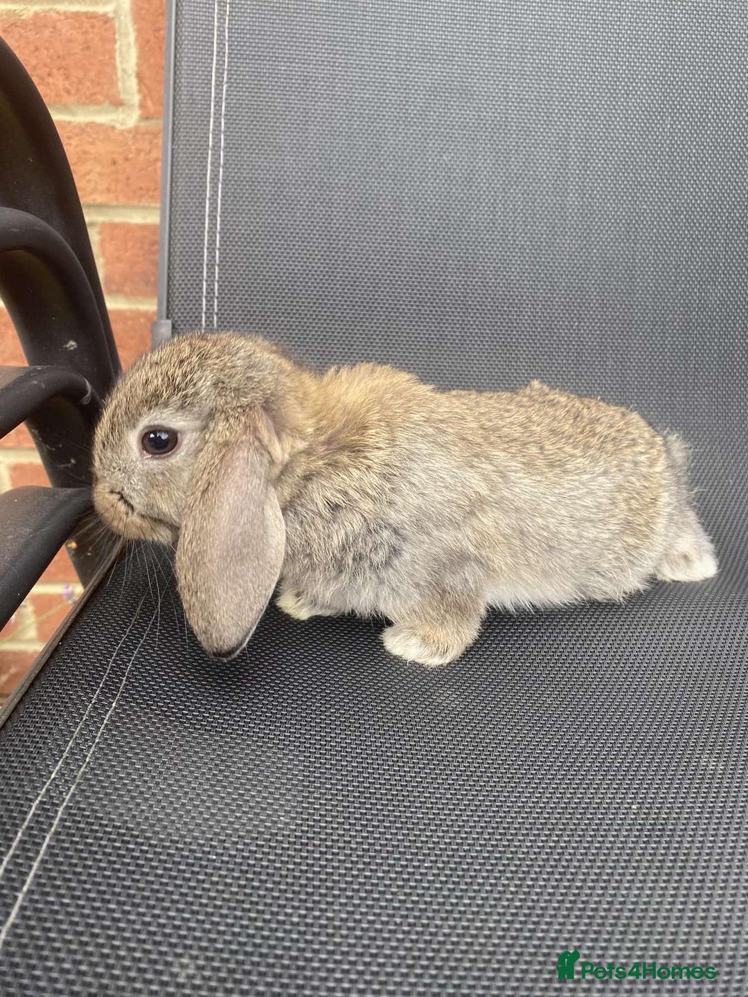 French Lop rabbits for sale: Baby lops in Hexham - Image 29