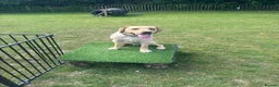 Labrador Retriever dogs for sale: Lovely Labrador retriever  - Advert 3