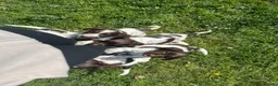 English Springer Spaniel dogs for sale: English springer spaniel puppies - Advert 2