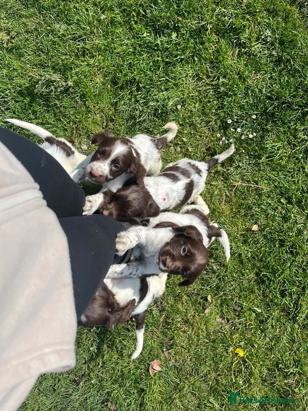 English Springer Spaniel dogs for sale: English springer spaniel puppies - Advert 2
