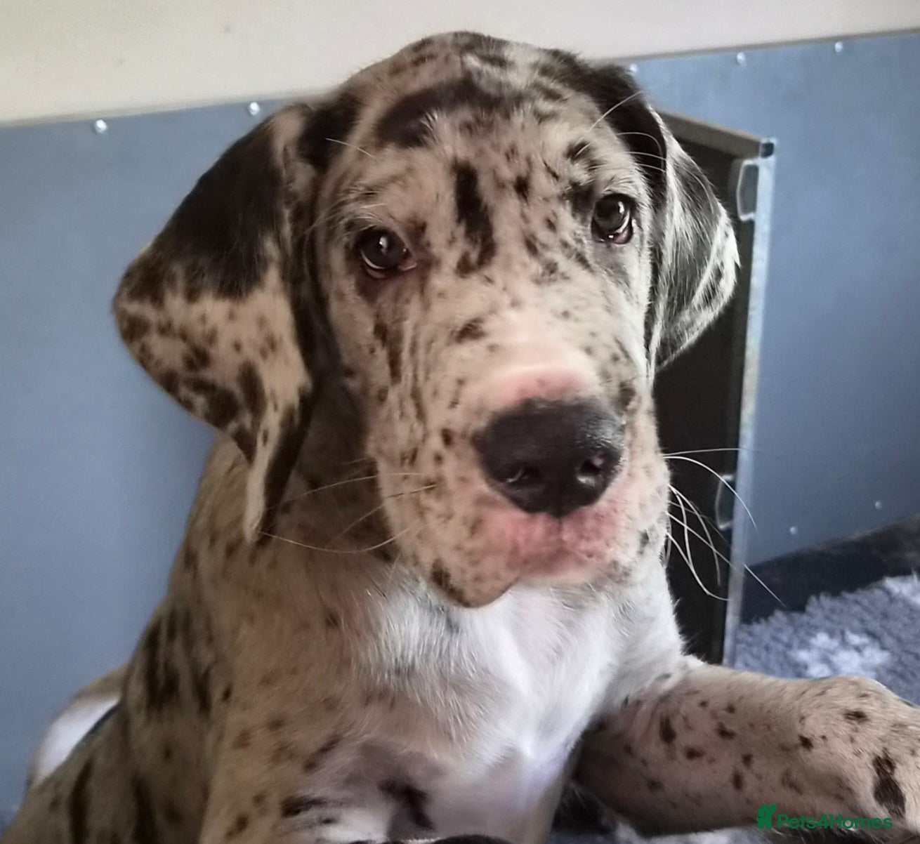 Great Dane dogs KC REG. READY NOW, FULLY VACCINATED - Advert 3