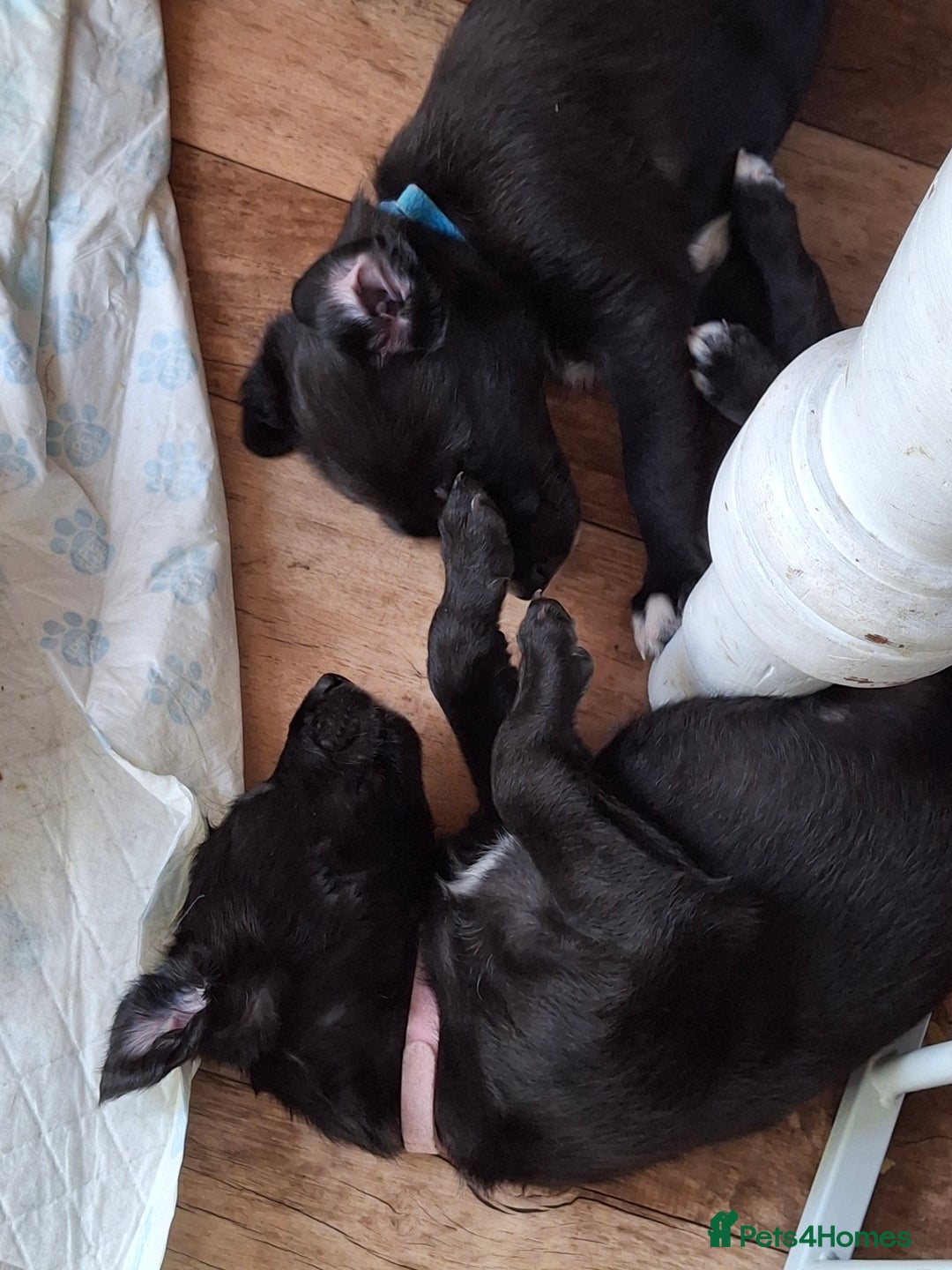 Mixed Breed dogs for sale: Collie cross - Image 4