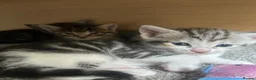 Maine Coon cats for sale:  Maine coone kittens (reduced) - Advert 10