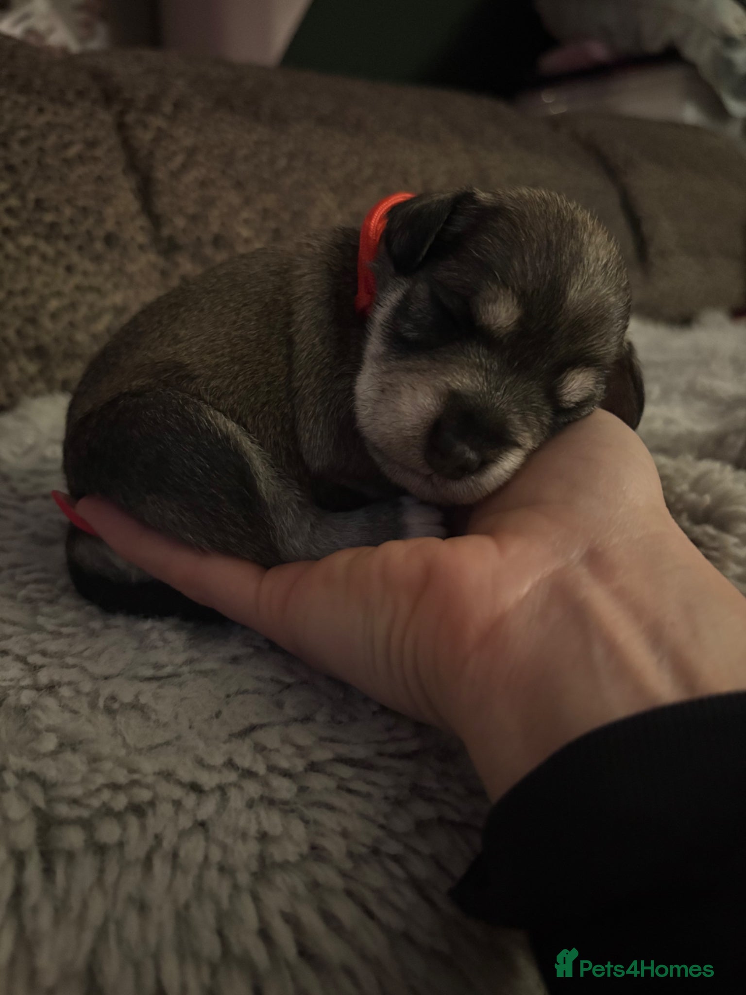 Miniature Schnauzer dogs 6 KC revised minischnauzer puppies  - Advert 1