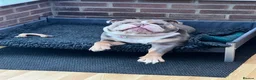 English Bulldog dogs for sale: British Bulldog For Sale in Hatfield - Advert 7