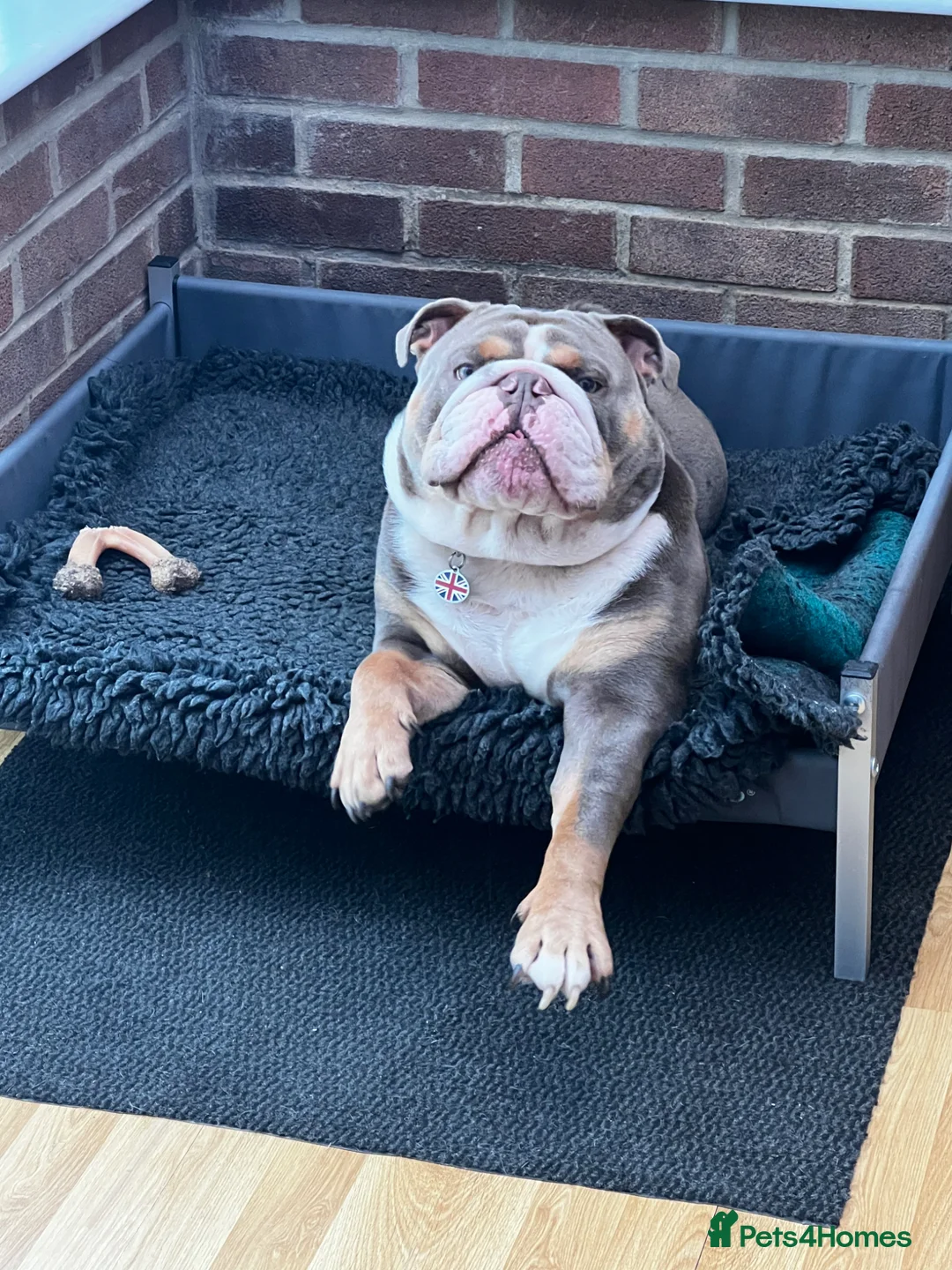 English Bulldog dogs for sale: British Bulldog For Sale in Hatfield - Advert 7