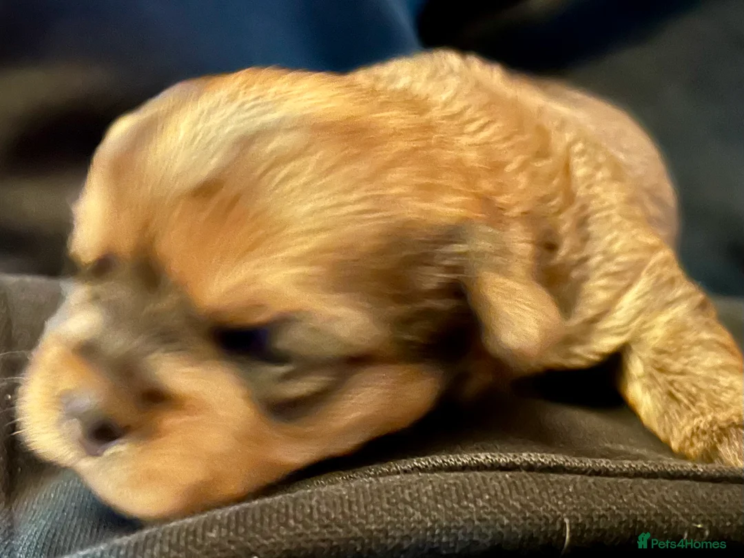 Yorkshire Terrier dogs for sale: Miniature Yorkshire Terriers - Advert 18