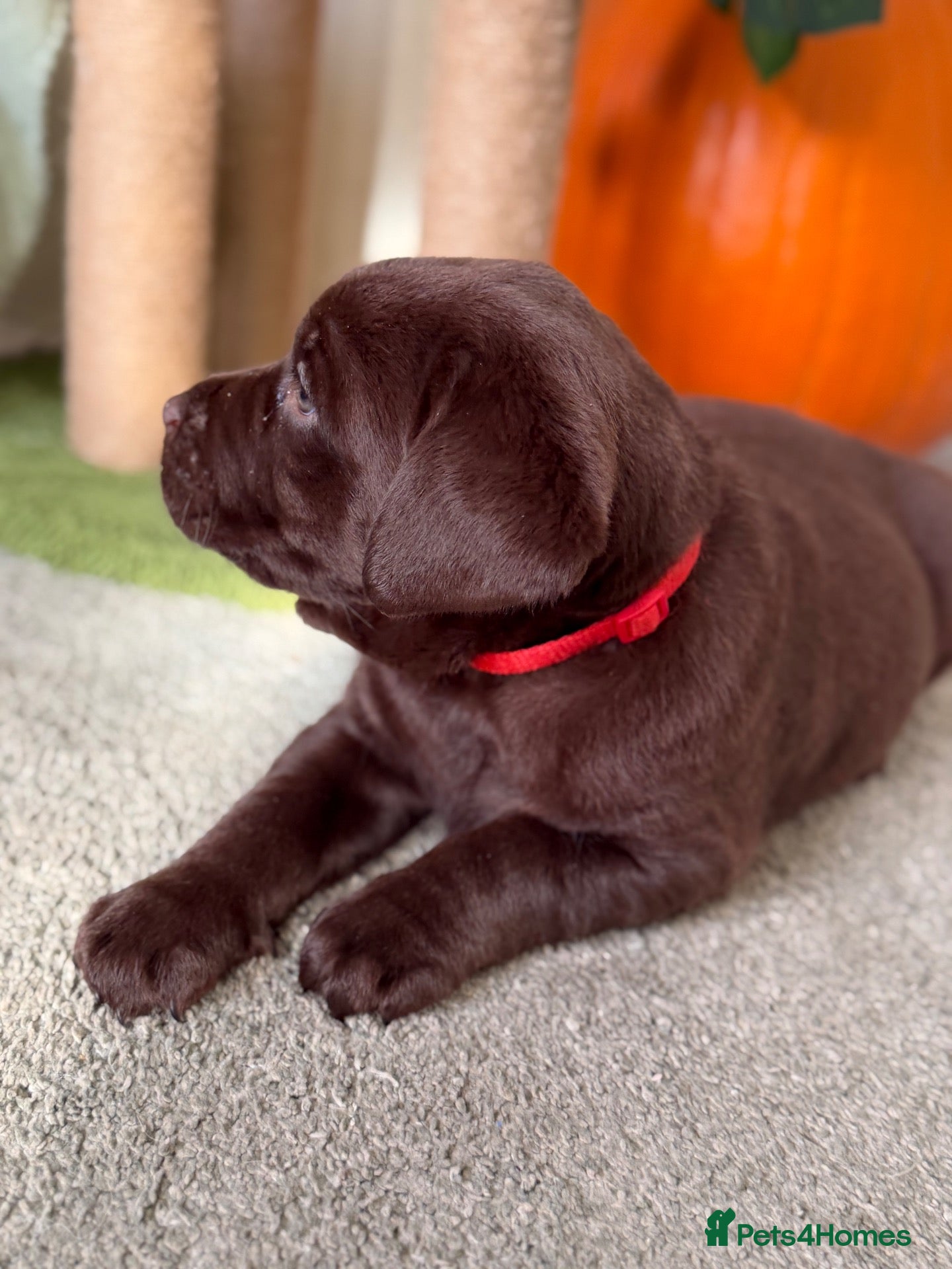 Labrador Retriever dogs for sale: Labrador chocolate silver puppies  - Advert 2