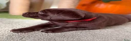 Labrador Retriever dogs for sale: Labrador chocolate silver puppies  - Advert 2
