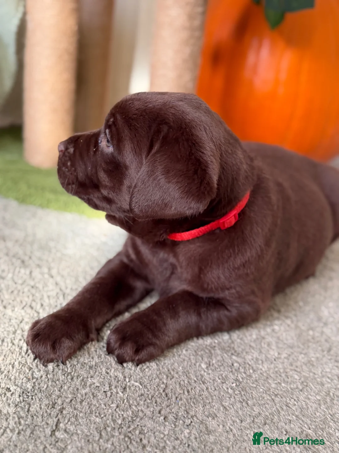 Labrador Retriever dogs for sale: Labrador chocolate silver puppies  - Advert 2