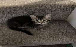 Mixed Breed cats for sale: Beautiful tabby girl - Image 3