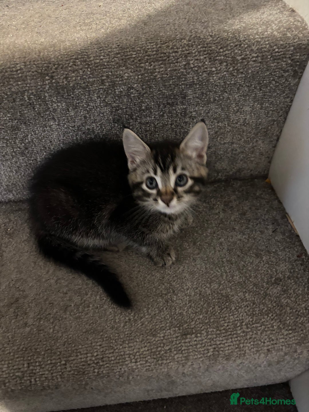 Mixed Breed cats for sale: Beautiful tabby girl - Image 3