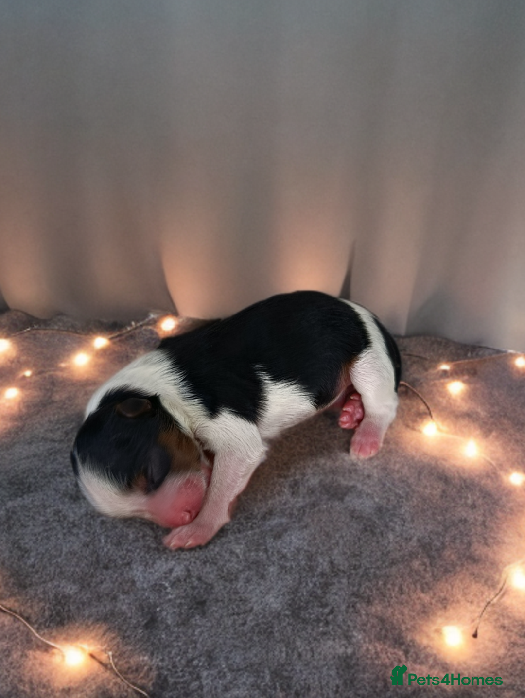 Yorkshire Terrier dogs for sale: Posh puppies😍😍 colorfull Yorkshire terrier🐶🐶🐶 - Advert 11