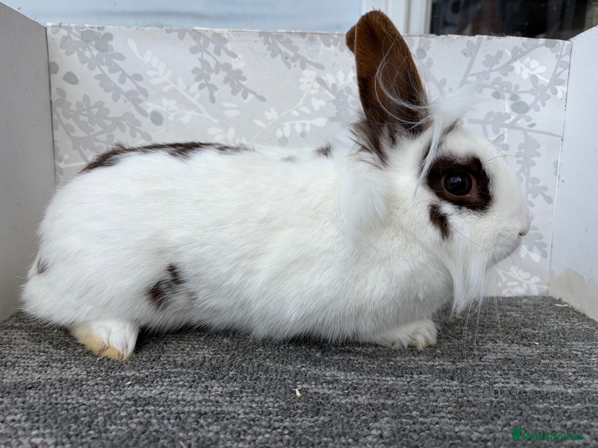 Mini Lop rabbits Lionhead doe - Advert 10