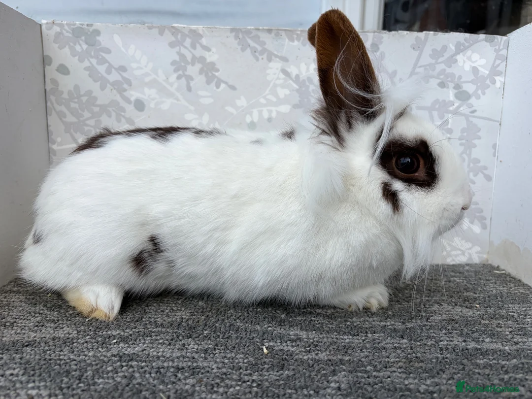 Mini Lop rabbits for sale: Lionhead doe - Advert 1