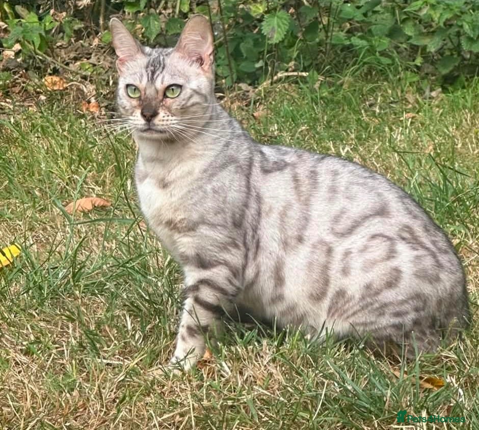 Bengal cats Bengal Snow Girl - Advert 1