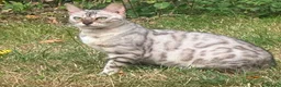 Bengal cats for sale: Bengal Snow Girl - Advert 1