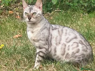 Bengal cats Bengal Snow Girl - Advert 2