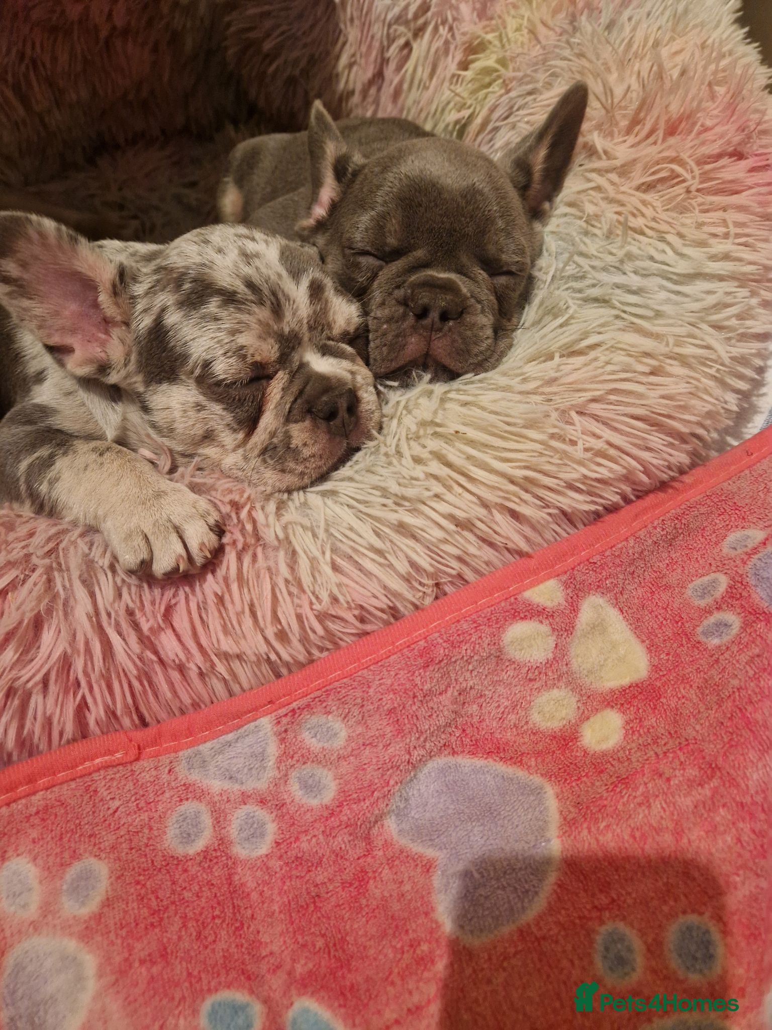 French Bulldog dogs French bulldog puppies looking for home - Advert 14