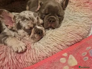 French Bulldog dogs French bulldog puppies looking for home - Advert 2