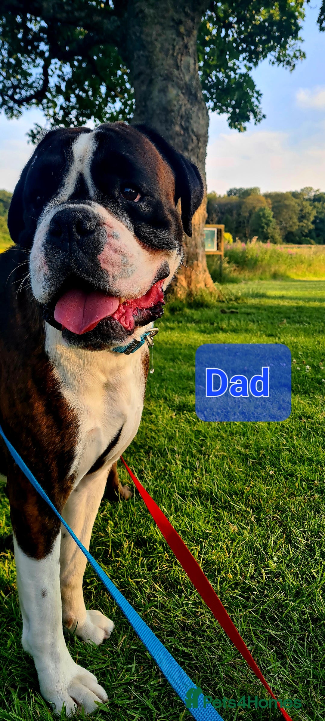 Boxer dogs for sale:  Puppies KC – Exceptional Champion Bloodlines 🐾 - Image 4