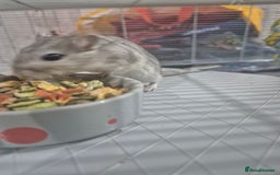 Gerbil rodents for sale: Gerbils for sale - Image 8