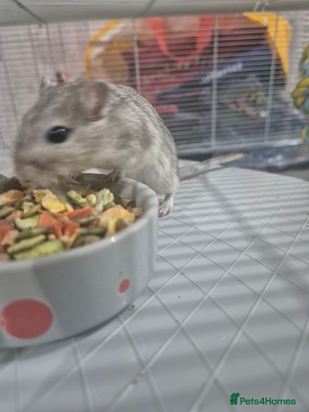 Gerbil rodents for sale: Gerbils for sale - Image 8