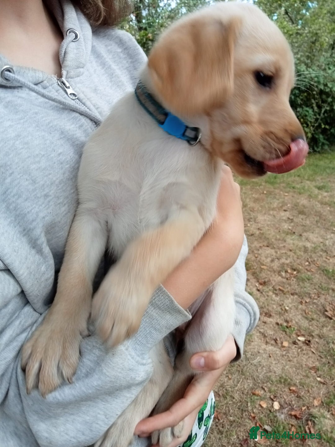 Labrador Retriever dogs for sale: KC Registered Labrador Retriever Puppies in Ross-on-Wye - Image 29