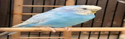 Budgerigars birds for sale: 12 Budgies Available  - Advert 7