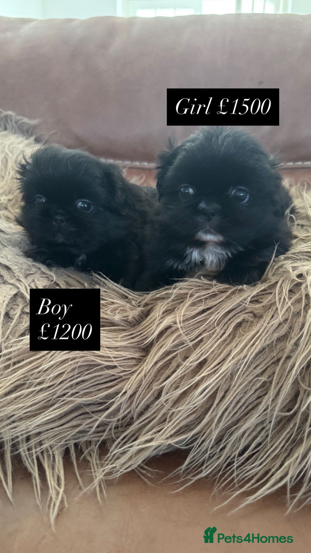 Pekingese dogs for sale: Pekingese puppy (only 1 girl and 1 boy available) - Image 2