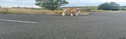 American Bulldog dogs for stud: American Bulldog Import For Stud - Advert 2
