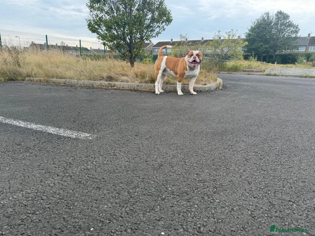 American Bulldog dogs for stud: American Bulldog Import For Stud - Advert 2