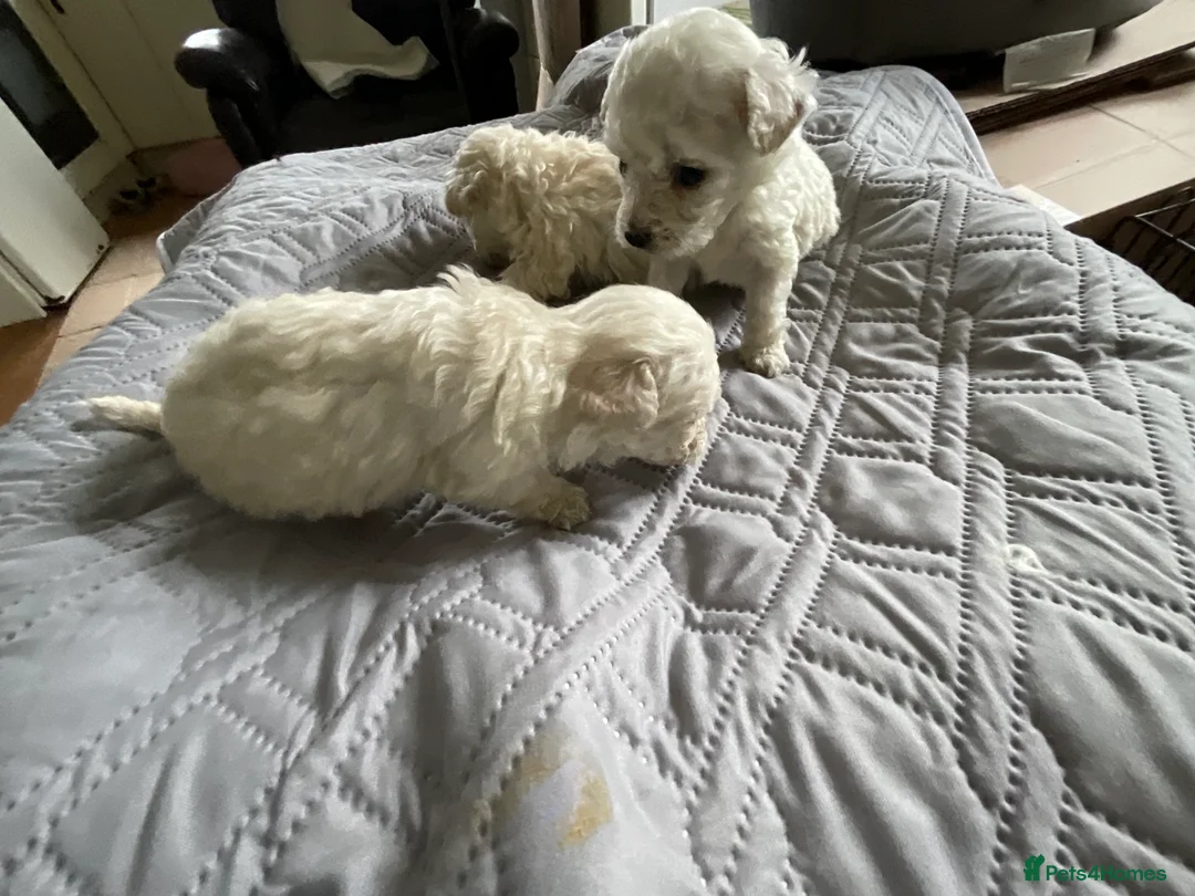 Bichon Frise dogs for sale: Bichon Firse in Enniskillen - Advert 6