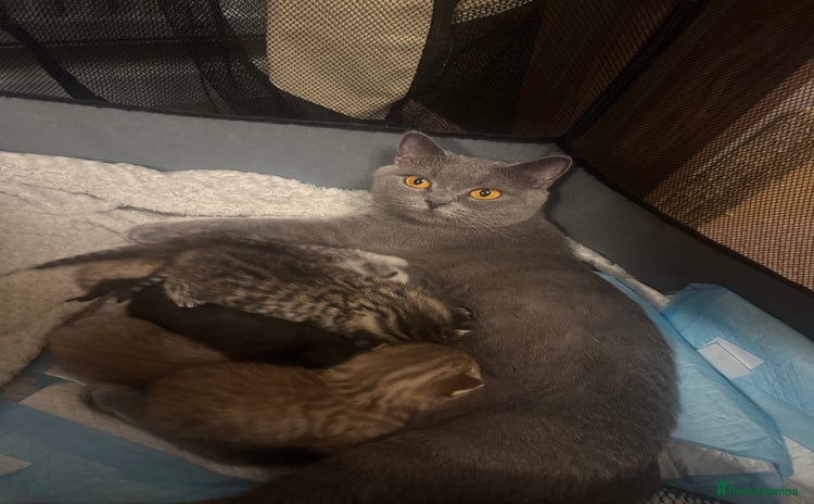 British Shorthair cats - Advert 1