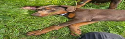 Dobermann dogs for sale: 🐕🐾 KC'D Superb little Girl Ready Now! 🏆 🐾 - Advert 5