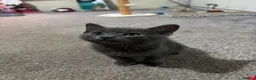 British Shorthair cats for sale: 2 adorable Grey 9 week old male kittens - Advert 4