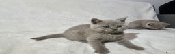 British Shorthair cats for sale: Stunning British Shorthair Lilac are available  - Advert 20