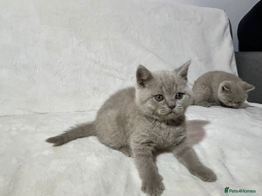 British Shorthair cats for sale: Stunning British Shorthair Lilac are available  - Advert 20