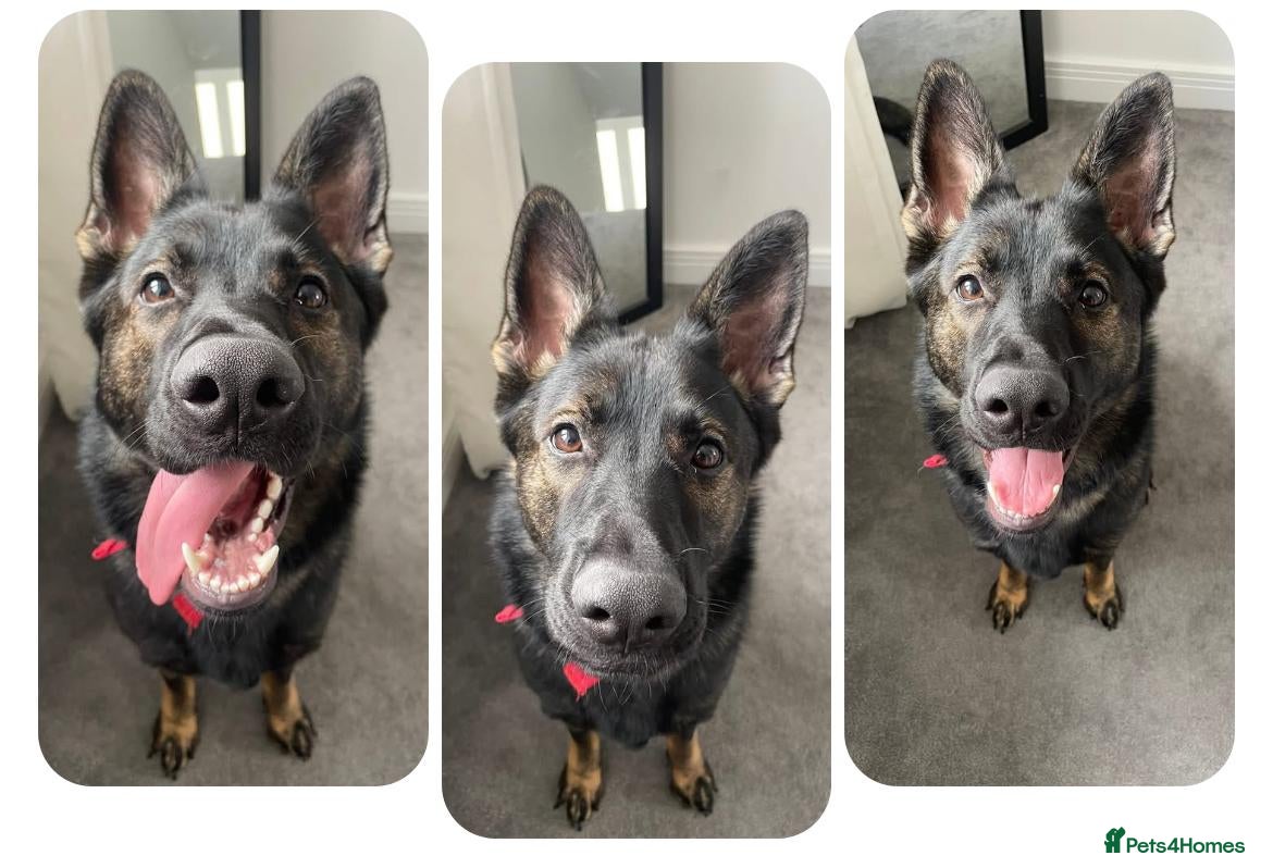 German Shepherd dogs for sale: Queenie 2 year old GS - Advert 1