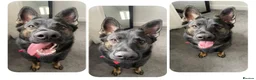 German Shepherd dogs for sale: Queenie 2 year old GS - Advert 1