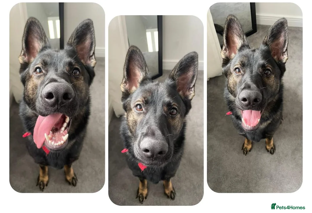 German Shepherd dogs for sale: Queenie 2 year old GS - Advert 1